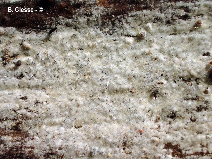 Kurtia argillacea (Hyphoderma argillaceum)