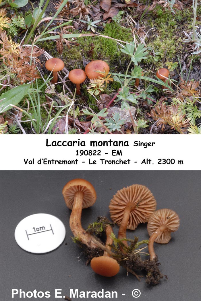 Laccaria montana