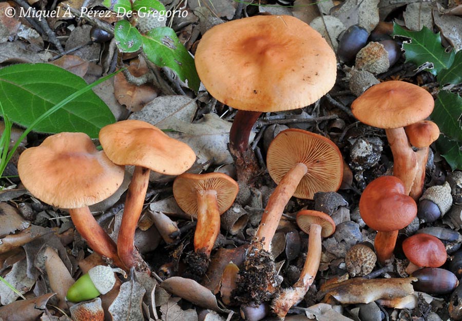 Lactarius atlanticus