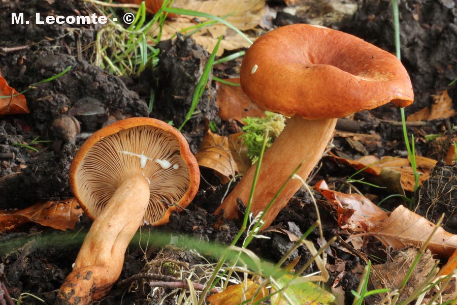 Lactarius aurantiofulvus
