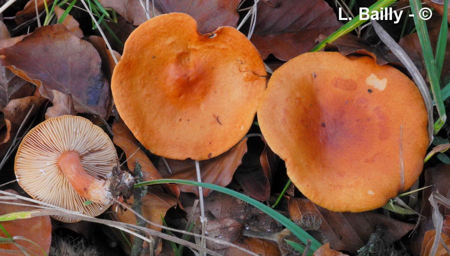 Lactarius aurantiofulvus