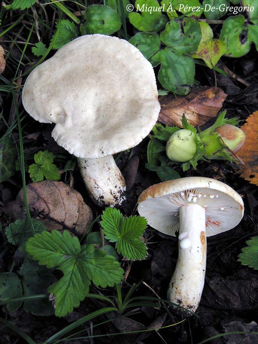 Lactarius azonites (Lactarius azonites f. virgineus)