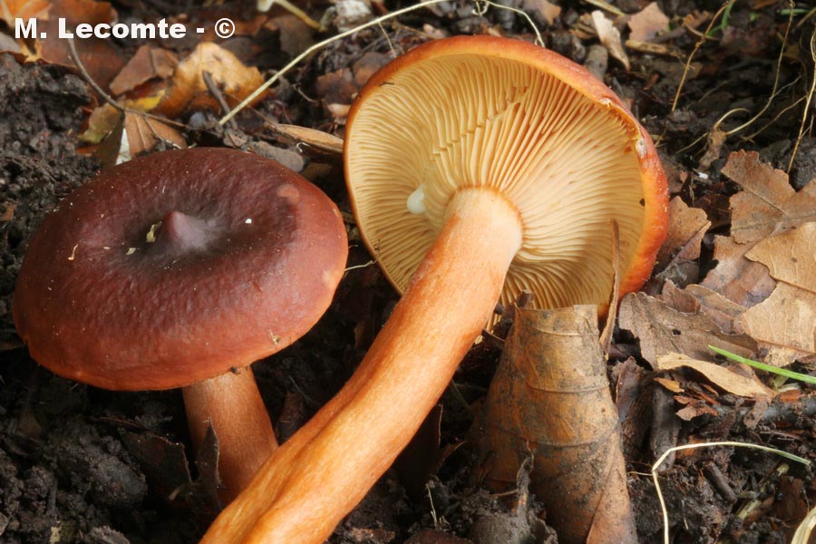 Lactarius badiosanguineus