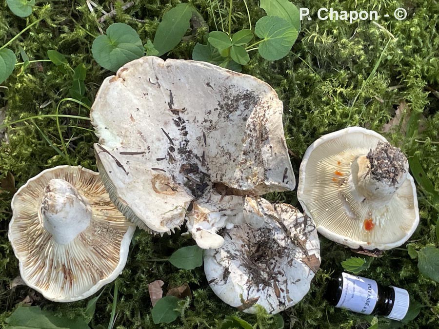 Lactarius bertillonii