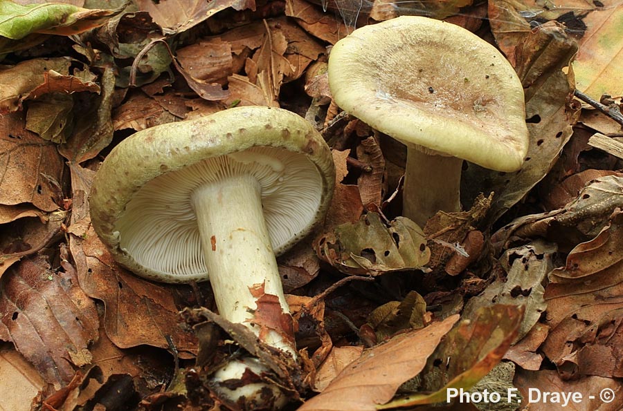 Lactarius blennius