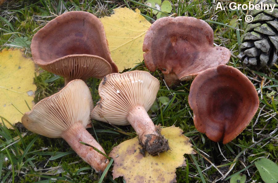Lactarius britannicus fo. britannicus