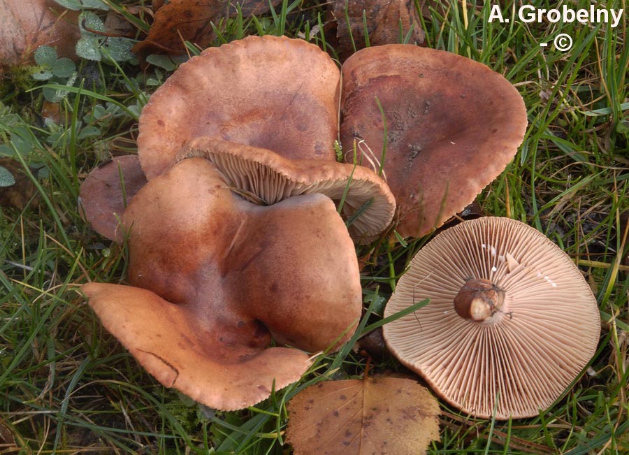Lactarius britannicus fo. britannicus