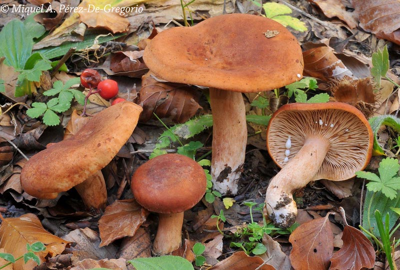 Lactarius britannicus fo. pseudofulvissimus