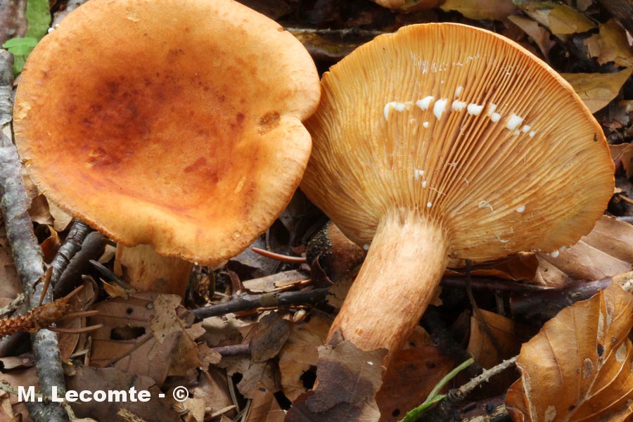 Lactarius britannicus fo. pseudofulvissimus