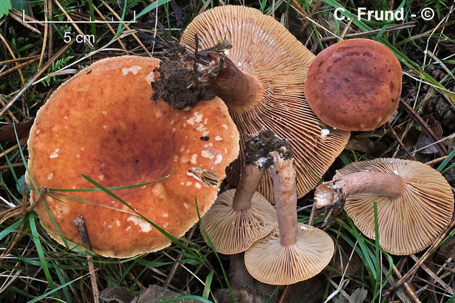 Lactarius britannicus