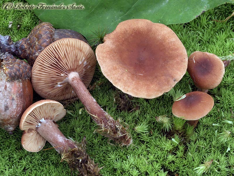 Lactarius camphoratus