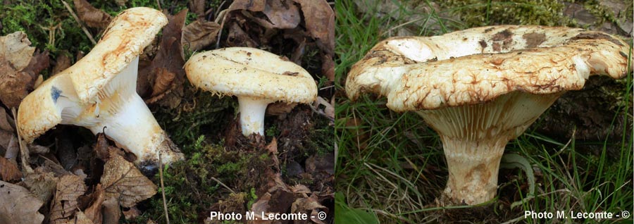 Lactarius citriolens