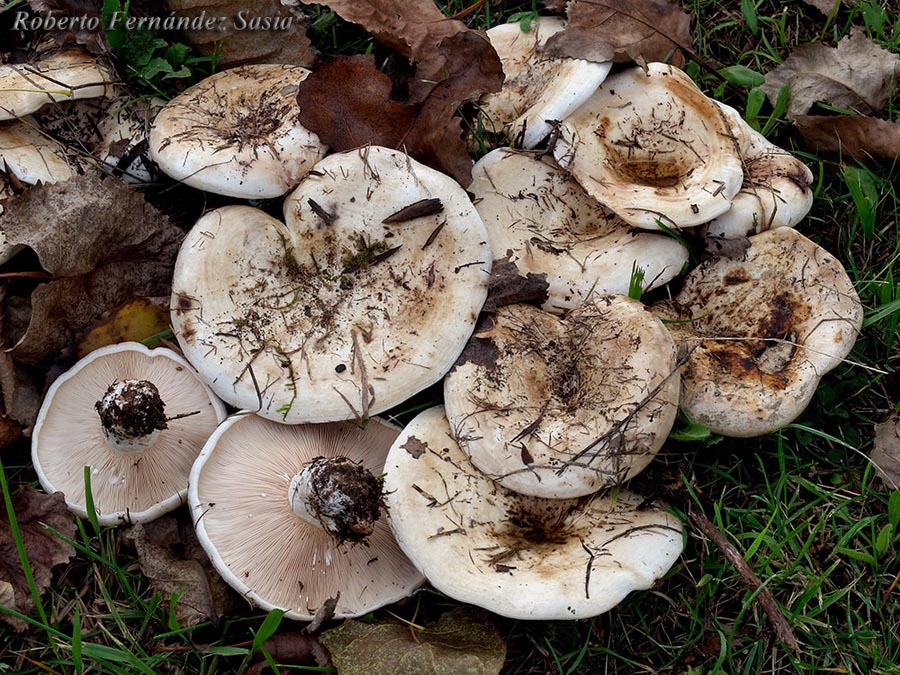 Lactarius controversus