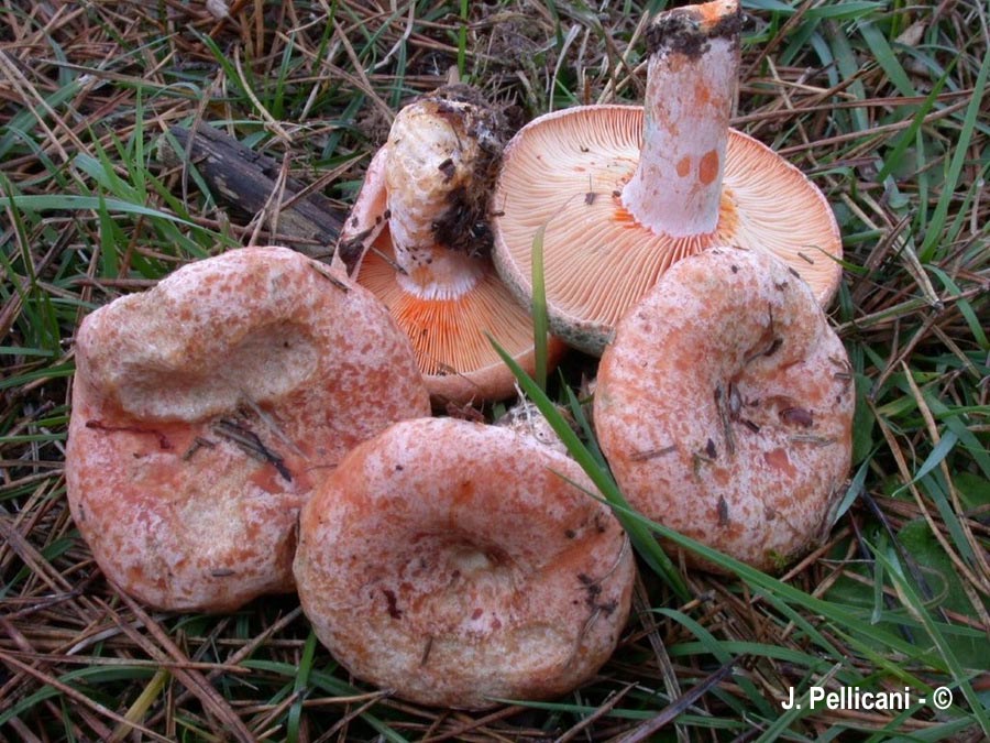 Lactarius deliciosus f. rubescens