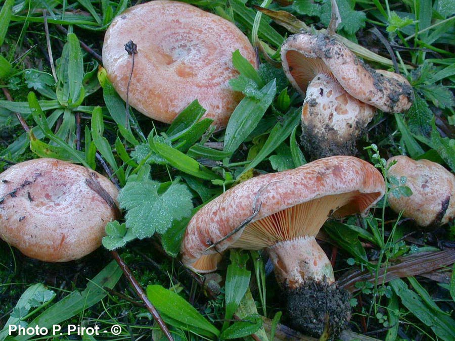 Lactarius deliciosus