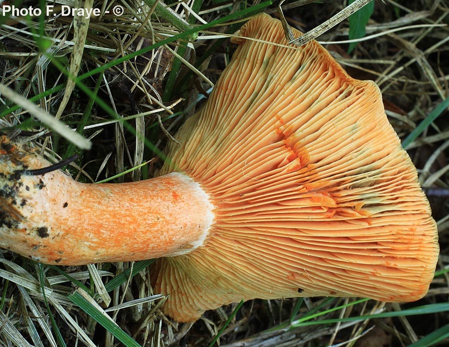 Lactarius deterrimus