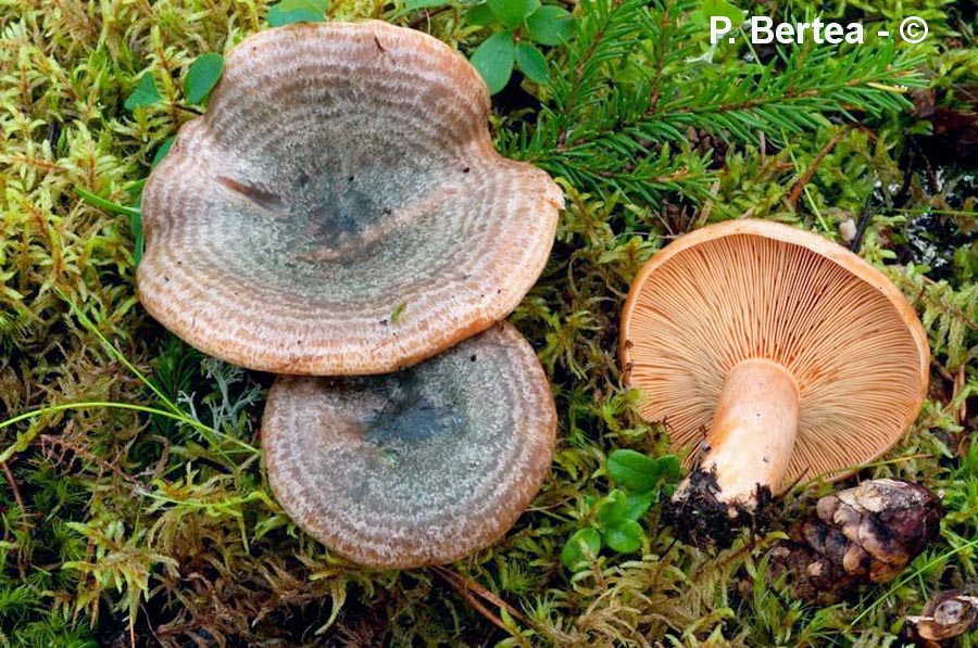 Lactarius fennoscandicus