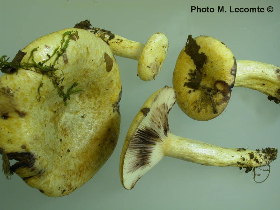 Lactarius flavidus