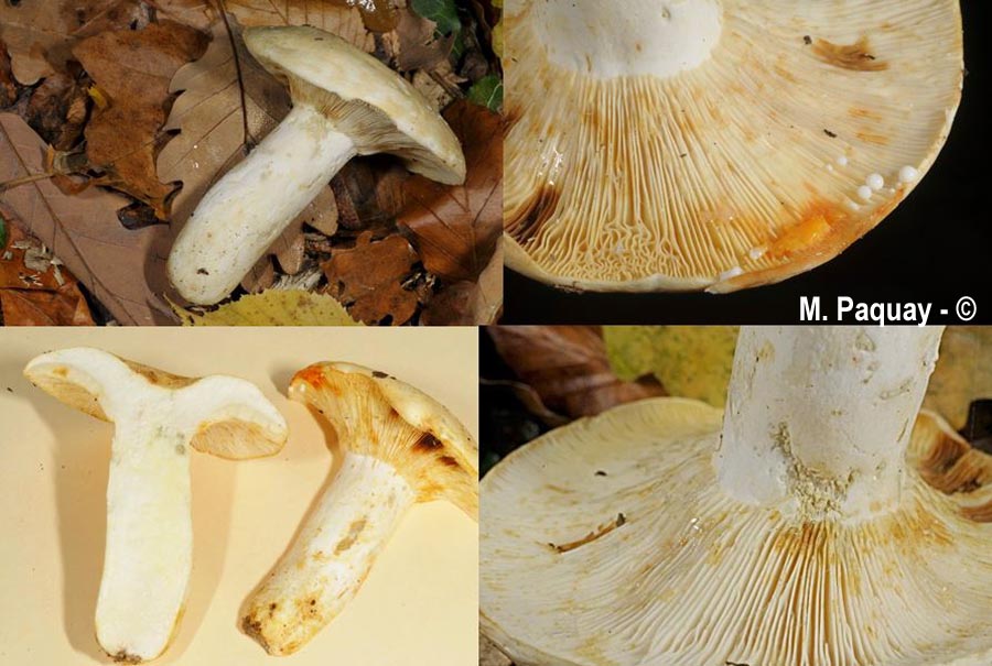 Lactifluus glaucescens (Lactarius glaucescens)