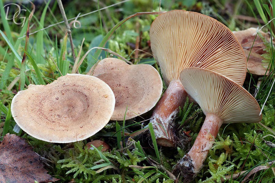 Lactarius helvus