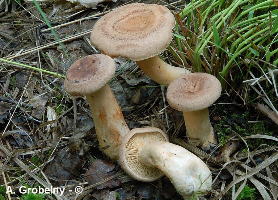 Lactarius helvus