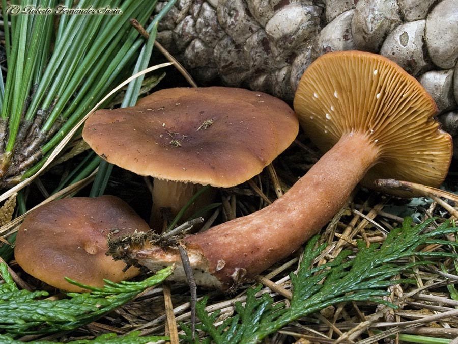 Lactarius hepaticus