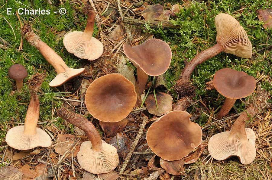 Lactarius hepaticus
