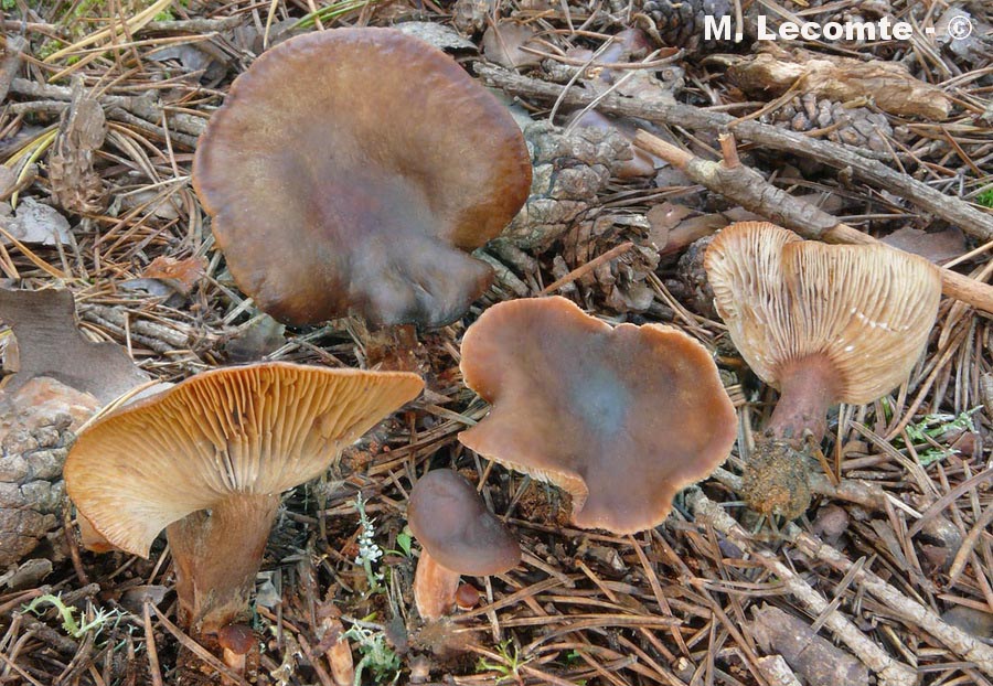 Lactarius hepaticus