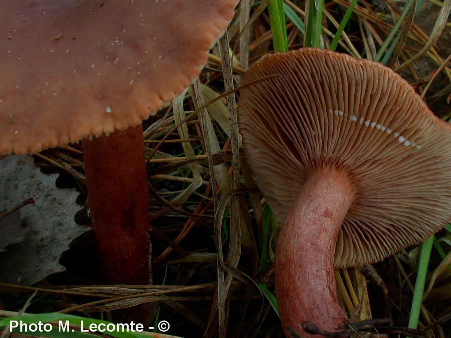 Lactarius hepaticus