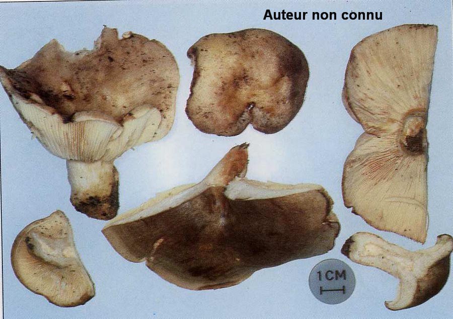 Lactarius ilicis
