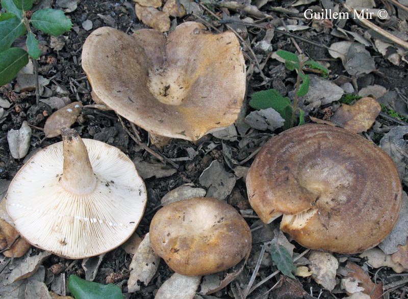Lactarius ilicis