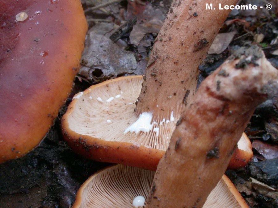 Lactarius lacunarum