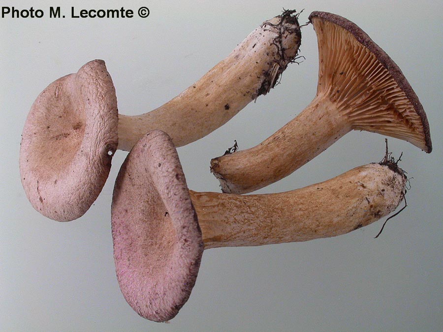 Lactarius lilacinus