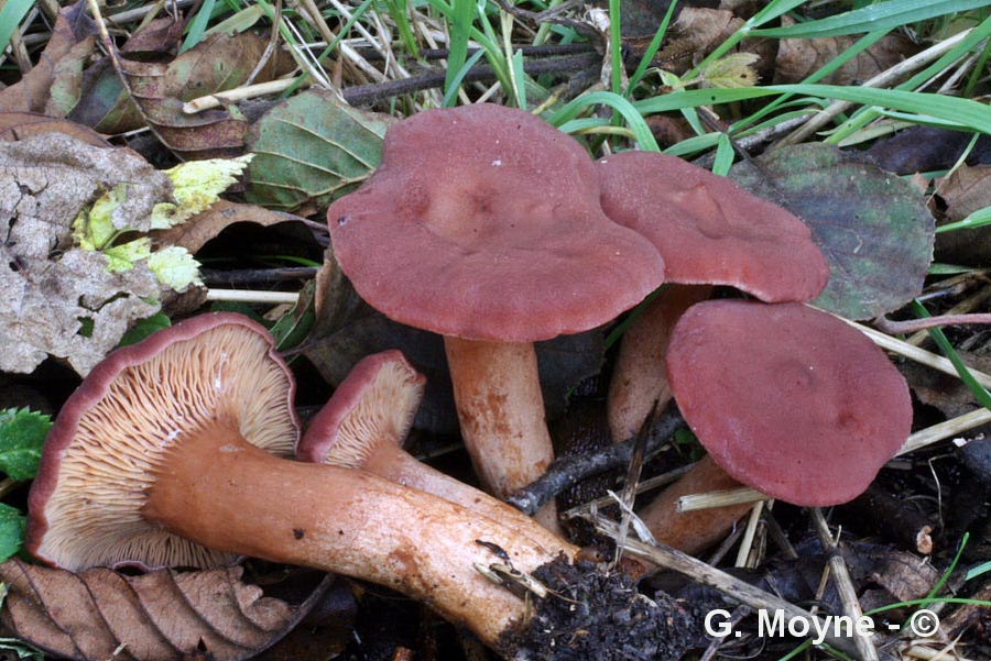 Lactarius lilacinus