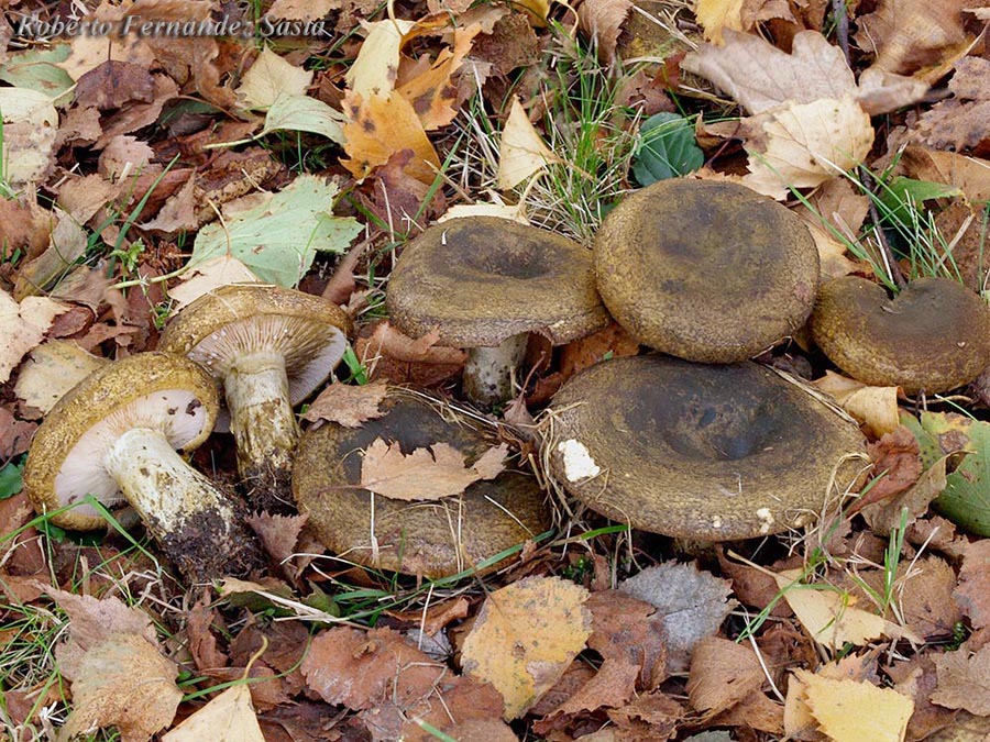 Lactarius necator