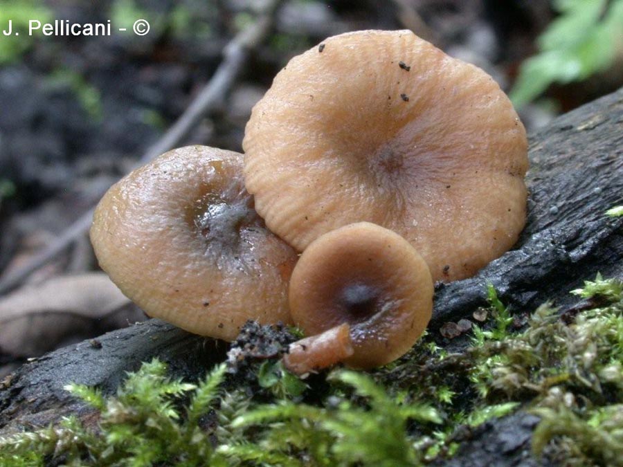 Lactarius obscuratus (Lactarius obscuratus var. radiatus)