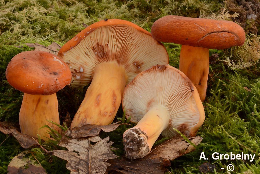 Lactarius oedematopus