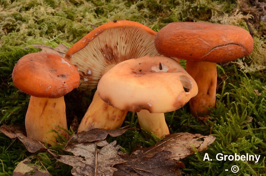 Lactarius oedematopus