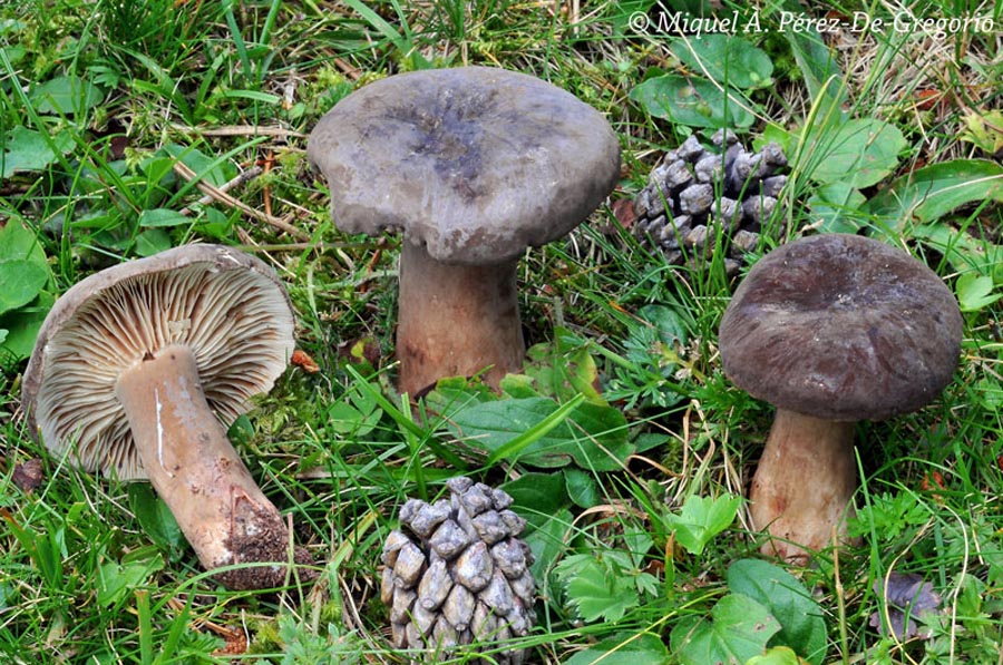 Lactarius picinus