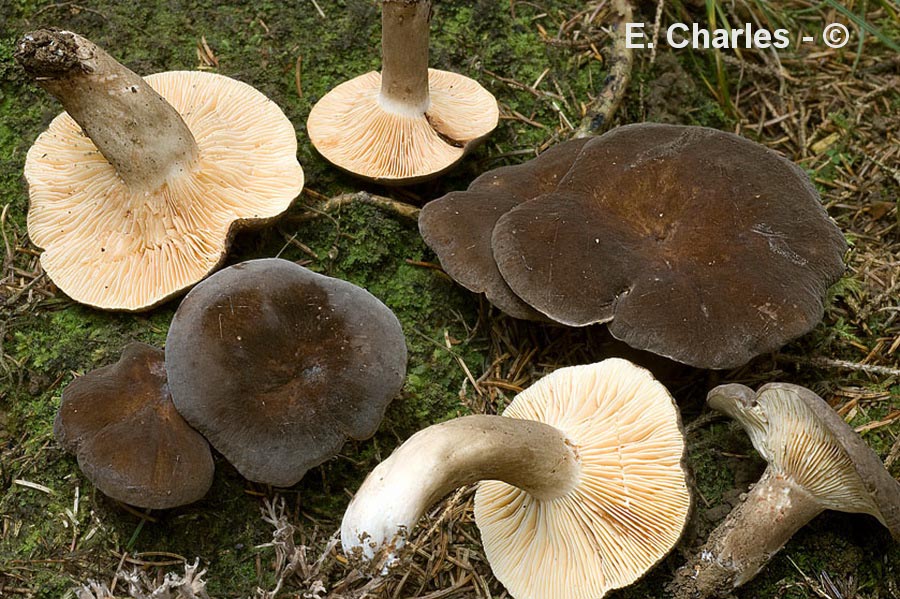 Lactarius picinus