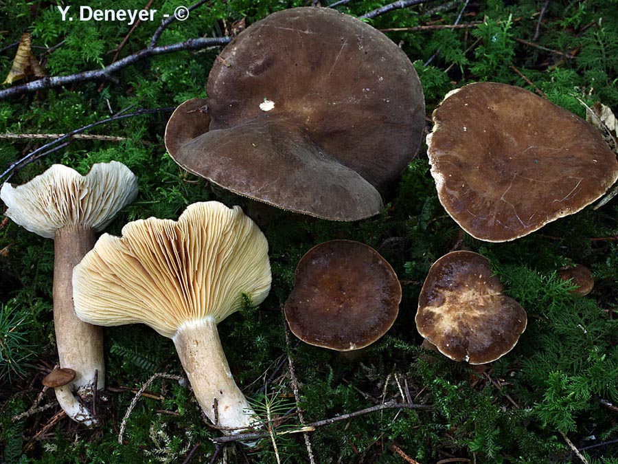 Lactarius picinus