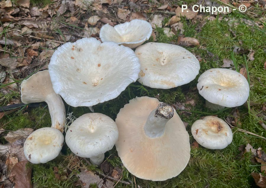 Lactarius piperatus