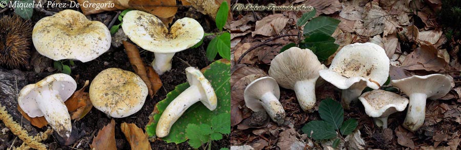 Lactarius piperatus