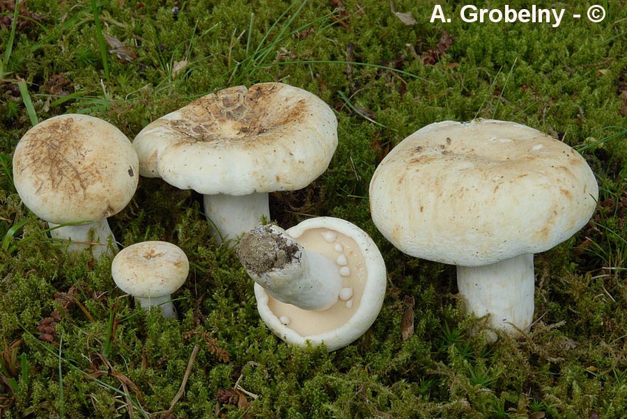 Lactarius piperatus