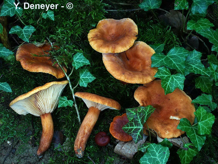 Lactarius pseudofulvissimus
