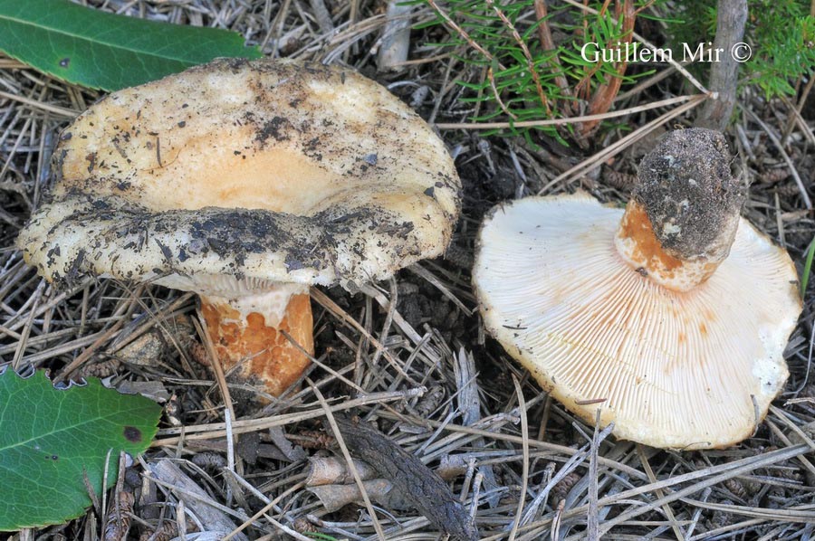 Lactarius pseudoscrobiculatus