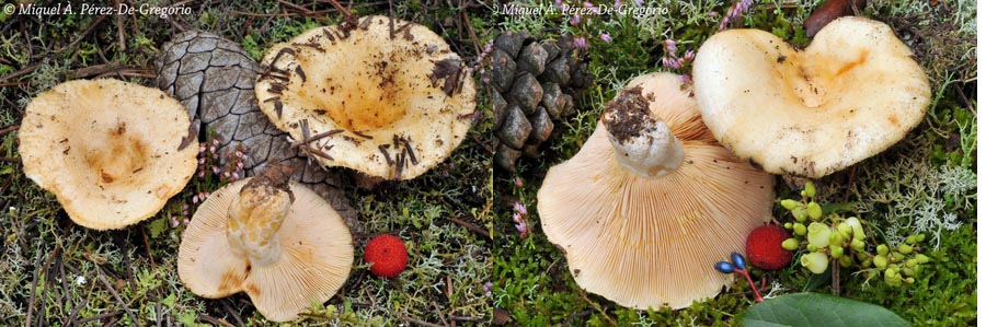 Lactarius pseudoscrobiculatus