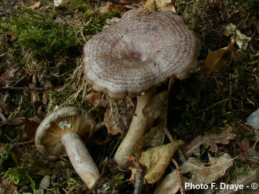 Lactarius pyrogalus