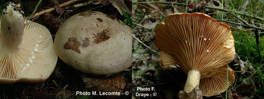 Lactarius pyrogalus