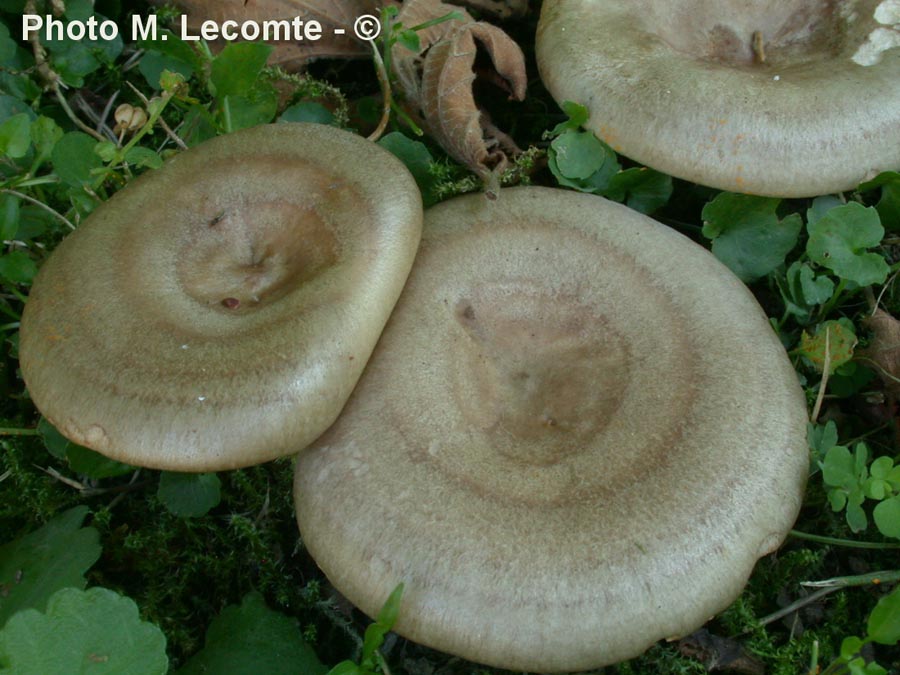 Lactarius pyrogalus